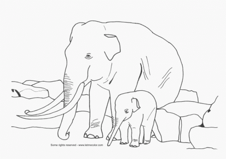 Jumbo Coloring Pages Animal Quality Printable Coloring Pages 
