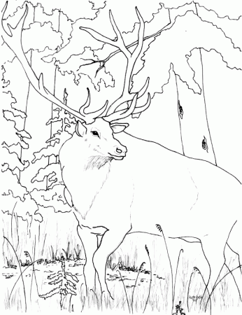 elk coloring pages - Quoteko.com