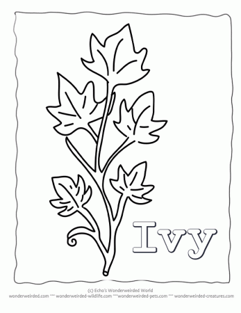 Leaf Coloring Page ivy, Our Coloring Pages of Ivy Leaves