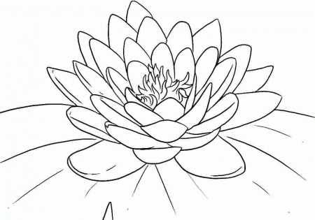 Lotus Flowers Colouring Sheets Printable Free For Preschool 20468#