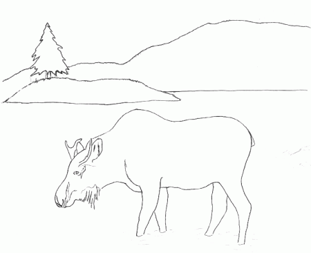 Moose Coloring Pages For Children - Kids Colouring Pages
