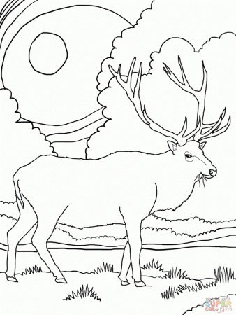Rocky Mountain Elk | Coloring Pages