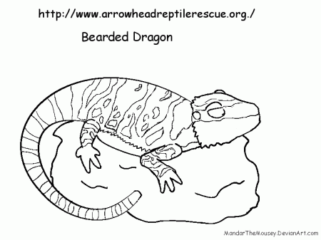Animal Coloring Monitor Lizard Coloring Pages: Monitor Lizard 