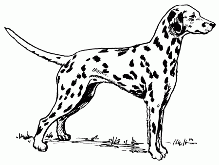 File:Dalmatian (PSF).png - Wikimedia Commons
