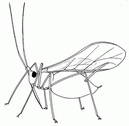 Biological drawings. Insects. Winged Aphid. Biology teaching 