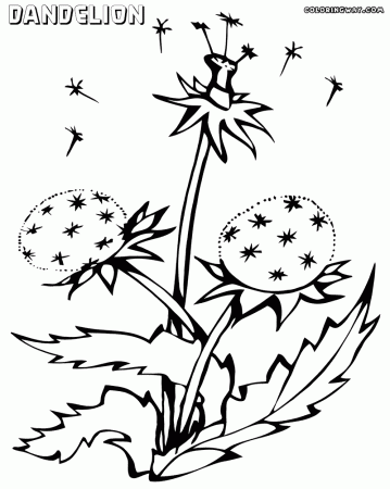 Dandelion coloring pages | Coloring pages to download and print