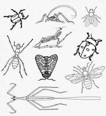 Insects Bugs Beetle - Realistic Bugs Coloring Page Transparent PNG -  1216x1280 - Free Download on NicePNG