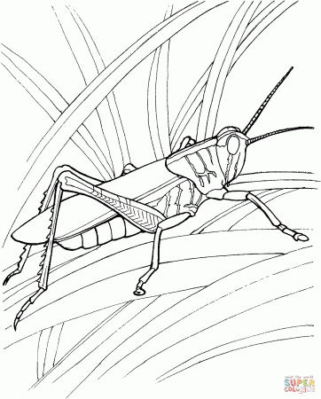 Grasshopper In The Garden coloring page | Free Printable Coloring ...