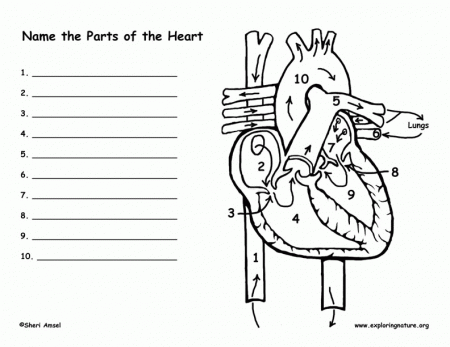 Heart Anatomy and Blood Flow (Advanced)