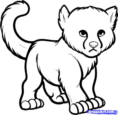 How to Draw a Baby Cheetah, Baby Cheetah, Step by Step, safari ...