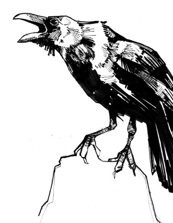Westcoast Raven - Ink Sketching | Hey Crystal Smith Art Studio