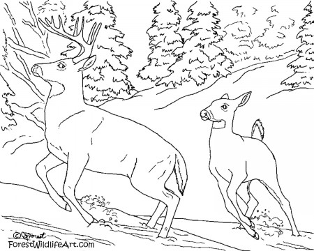 Drawing Forest #157042 (Nature) – Printable coloring pages