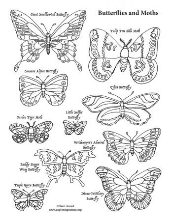 Butterflies and Moths Coloring Page