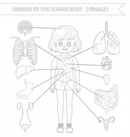 Body Structure Girl Coloring Page ...