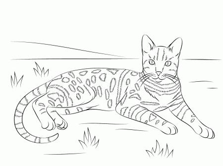 Cat Coloring Pages for Adults - Best Coloring Pages For Kids