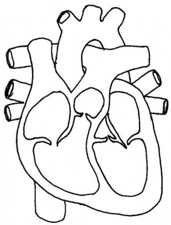 Human Heart Coloring Pages Science Circulatory System Page For Kids Pdf  Lymphatic #humanbodysystem #huma… | Heart diagram, Heart coloring pages,  Human heart diagram