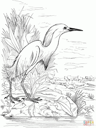 Snowy Egret on the Lake coloring page | Coloring pages, Free coloring pages,  Animal templates