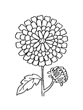 Marigold Flower coloring pages. Download and print Marigold Flower coloring  pages