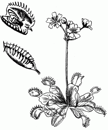 Venus Fly Trap Coloring Pages images