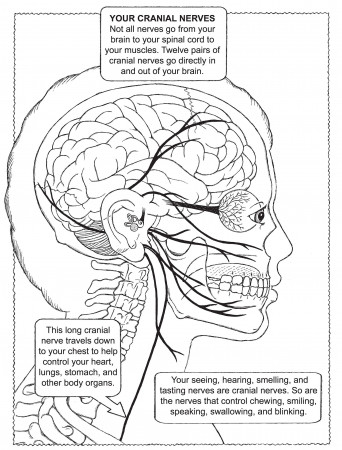 My First Book About the Brain (Dover Children's Science Books): Wynne,  Patricia J., Silver, Donald M.: 9780486490847: Books