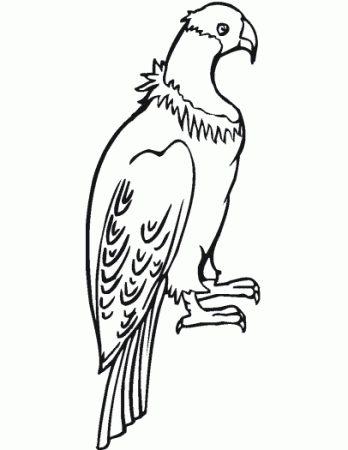 Andean Condor coloring page - Animals Town - Free Andean Condor color sheet