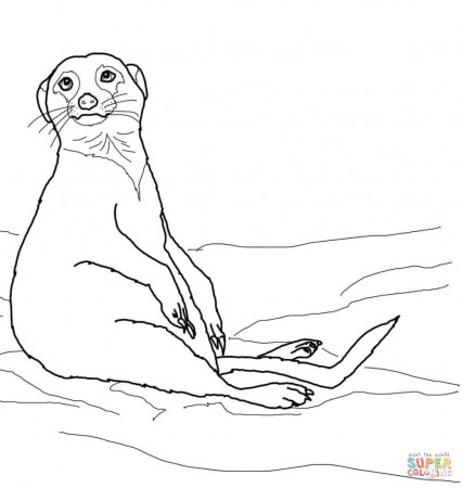 Cute Sitting Meerkat coloring page | Free Printable Coloring ...