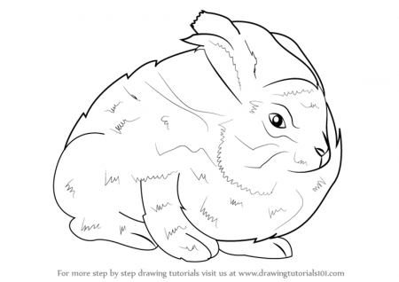 Learn How to Draw an Angora Rabbit (Other Animals) Step by Step ...