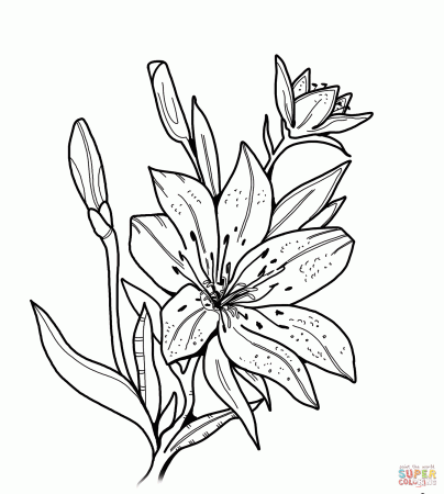 Lily coloring page | Free Printable Coloring Pages | Free printable coloring  pages, Coloring pages, Free printable coloring