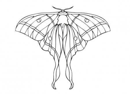 Butterfly coloring pages - 100 Printable coloring pages