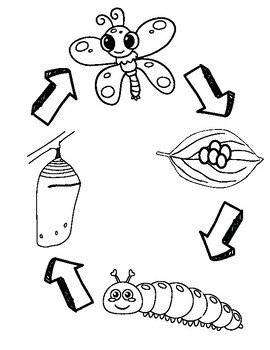 Butterfly Life Cycle Coloring Sheet by Jenna Otten | TPT