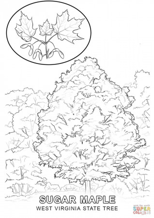 West Virginia State Tree coloring page | Free Printable Coloring Pages