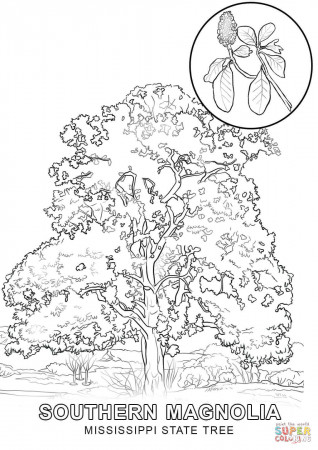Mississippi State Tree coloring page | Free Printable Coloring Pages