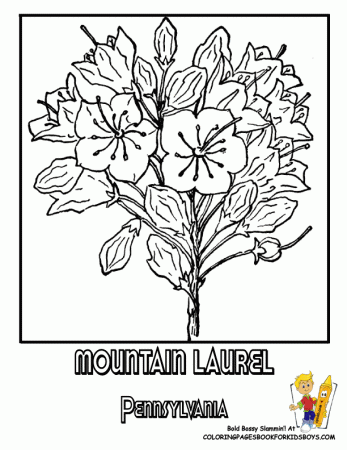 Flower Coloring Pages | States Penn-Wyoming | USA Islands | Free 
