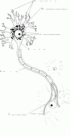 Overview Of The Nervous System - Spinal Cord - RR School Of Nursing