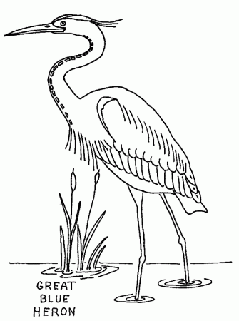 Great Blue Heron coloring page - Animals Town - animals color sheet - Great  Blue Heron free printable coloring pages animals