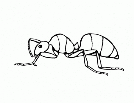 Easy Way to Color Ant Coloring Page - Toyolaenergy.com