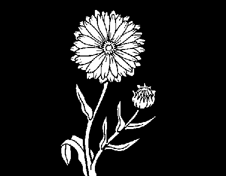 Pot marigold coloring page - Coloringcrew.com