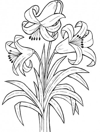 Lily Coloring Pages Printable | Rose coloring pages, Printable ...