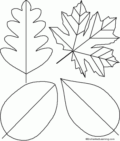 Leaf Template Printout - EnchantedLearning.com