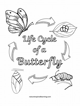 Life Cycle of a Butterfly Coloring Pages - Nature Inspired Learning