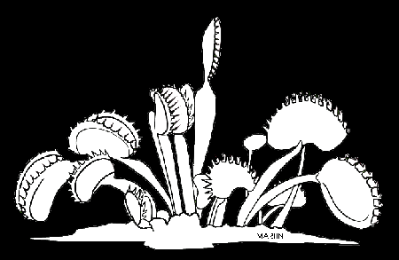 venus fly trap coloring page - Clip Art Library