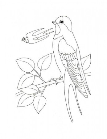 Swallow | Coloring pages, Free printable coloring pages, Bird art