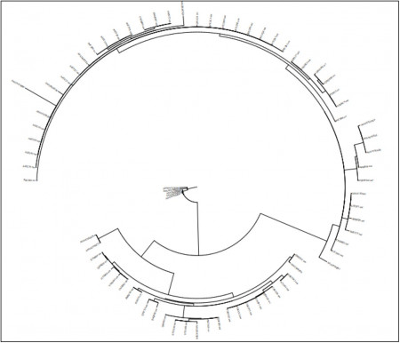 Strategies for vaccine design for corona virus using ...