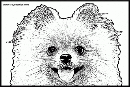 Pomeranian Dog Coloring Page | Crayon Action Coloring Pages