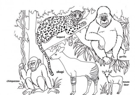 Wild Animal Coloring Pages Free - High Quality Coloring Pages