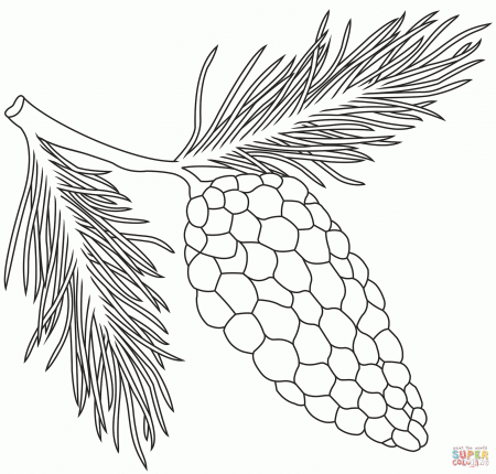 Pine Cone coloring page | Free Printable Coloring Pages