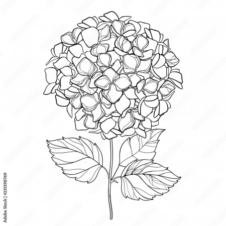 Vector drawing of outline Hydrangea or Hortensia flower bunch and ornate  leaves in black isolated on white background. Contour ornamental garden  plant Hydrangea for summer design and coloring book. Stock Vector |