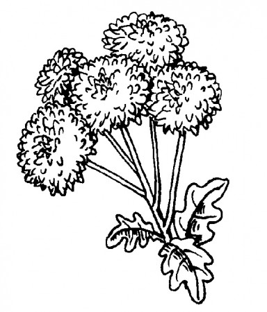 i just really like this dandelion coloring page :) | Dandelion puffs, Color,  Coloring pages