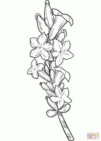 Lavender coloring page | Free Printable Coloring Pages