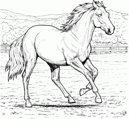 Amazing of Grazzing Mare Horse And Filly Coloring Page On #351
